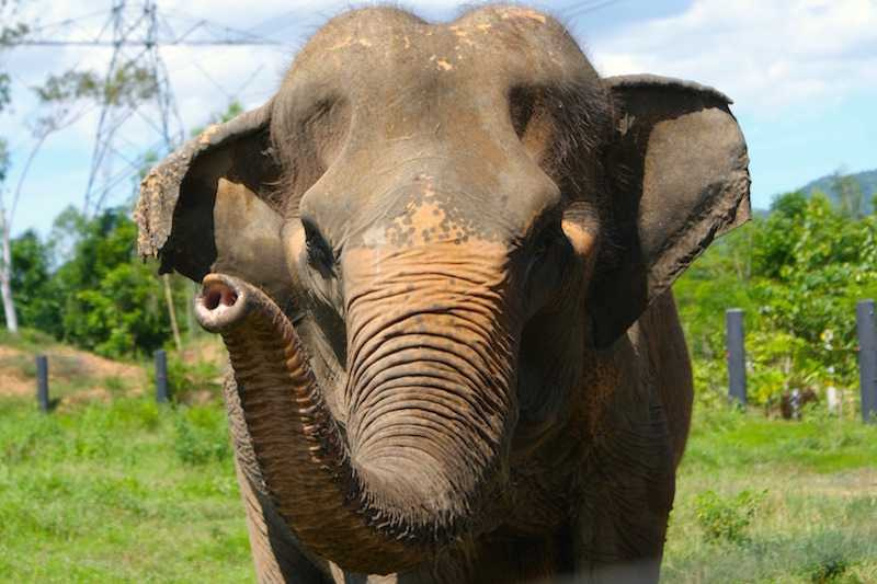 派的背部和脊椎嚴重變形。（圖／翻攝自Wildlife Friends Foundation Thailand）